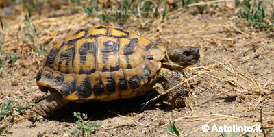 Testuggine di Hermann (Testudo hermanni), foto di esempio dell'animale.