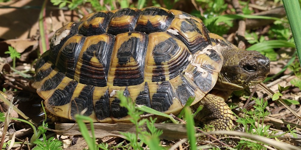 Testuggine di Hermann (Testudo hermanni)