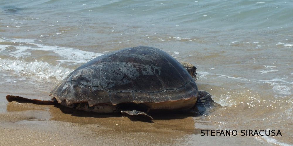 Tartaruga marina (Caretta caretta), foto di esempio dell'animale.