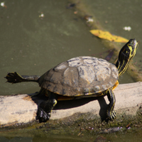  (Trachemys scripta)