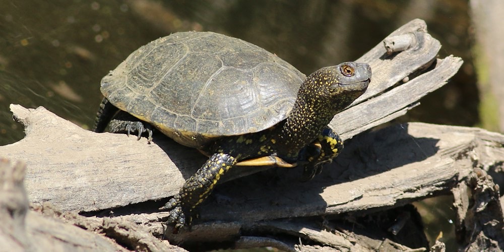 Tartaruga palustre (Emys orbicularis), foto di esempio dell'animale.