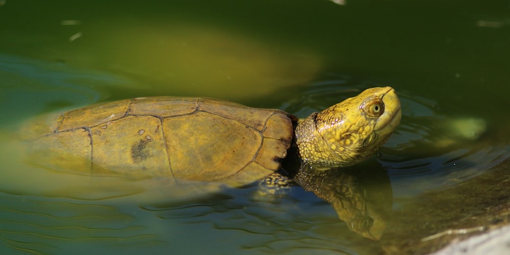Tartaruga palustre (Emys orbicularis)