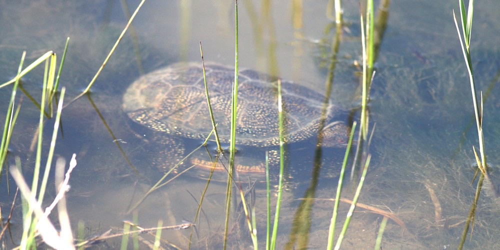 Tartaruga palustre (Emys orbicularis)