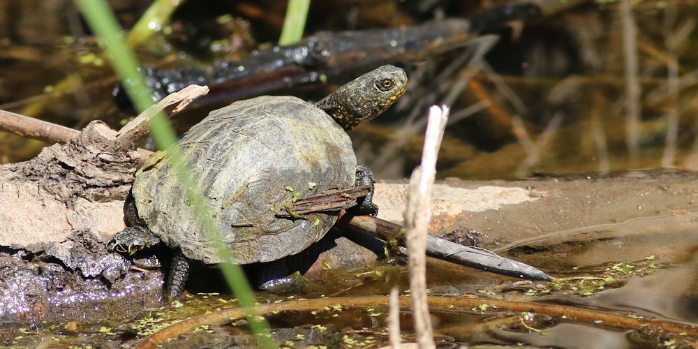 Tartaruga palustre (Emys orbicularis)
