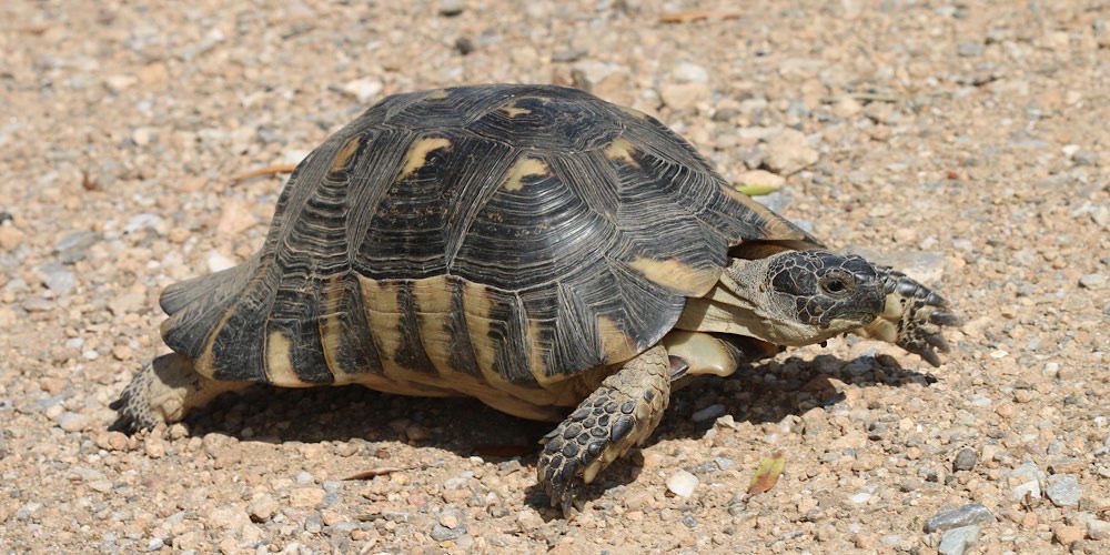 Tartaruga marginata (Testudo marginata), foto di esempio dell'animale.