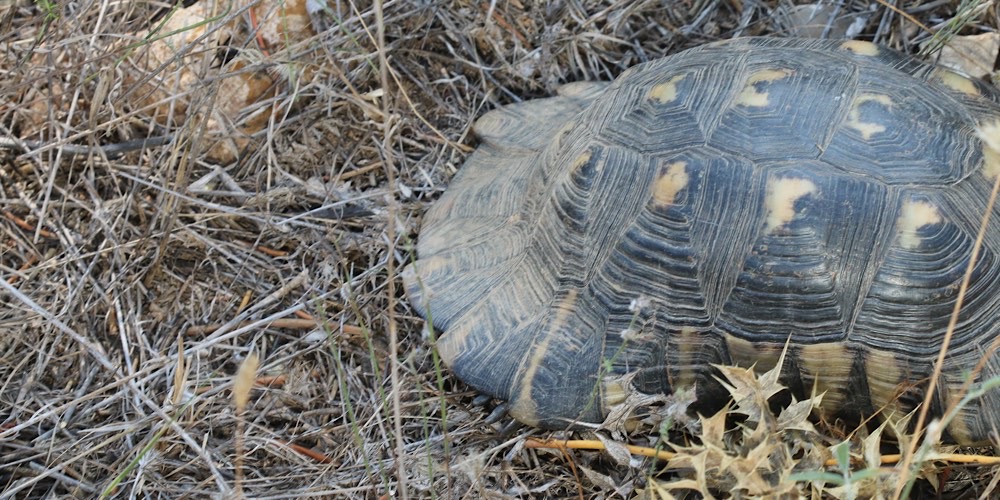 Tartaruga marginata (Testudo marginata)