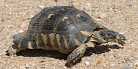 Testuggine marginata