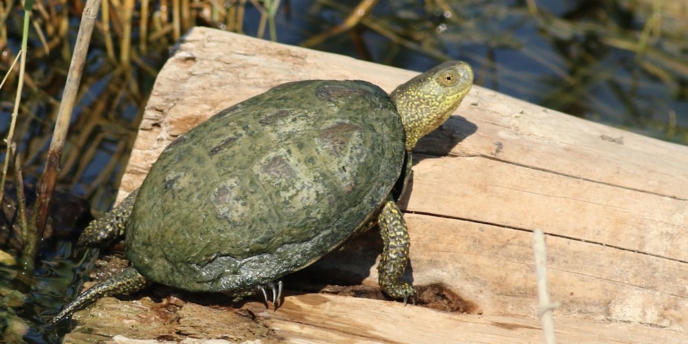 Tartaruga palustre siciliana (Emys trinacris), foto di esempio dell'animale.