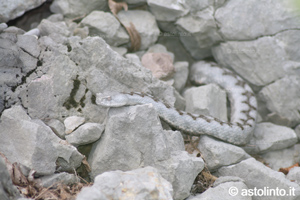 Vipera dal corno (Vipera ammodytes), foto di esempio dell'animale.