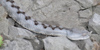 Vipera dal corno, Vipera ammodytes