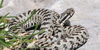 Marasso, Vipera berus