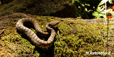 Vipera comune (Vipera aspis), foto di esempio dell'animale.