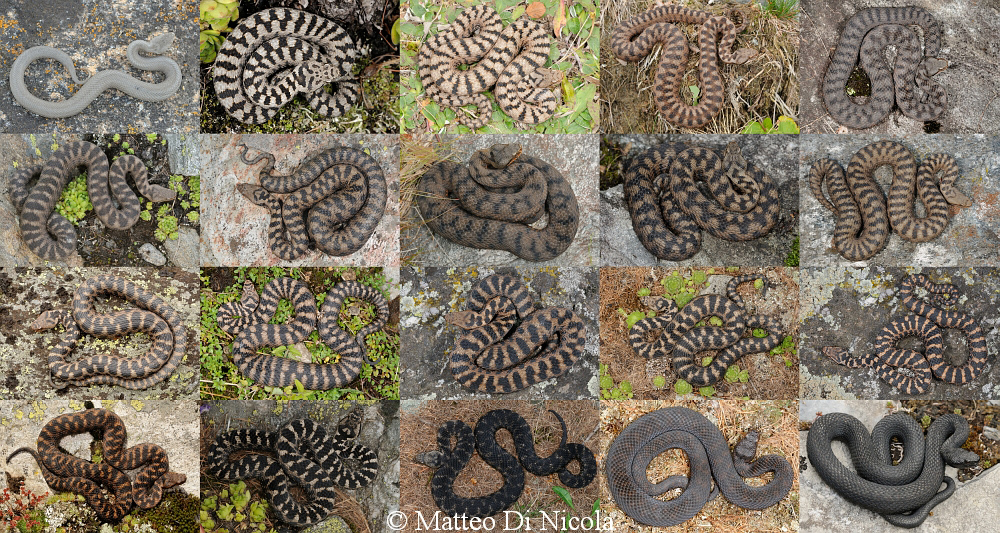 Vipera aspis atra