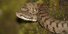 Vipera comune, Vipera aspis