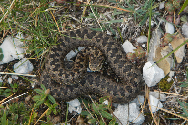 Vipera dell'Orsini (Vipera ursinii)