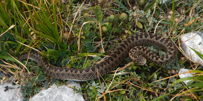 Vipera dell'Orsini (Vipera ursinii)