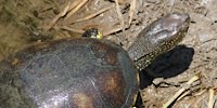 Emys orbicularis, foto descrittiva della specie.