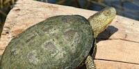 Emys trinacris, foto descrittiva della specie.