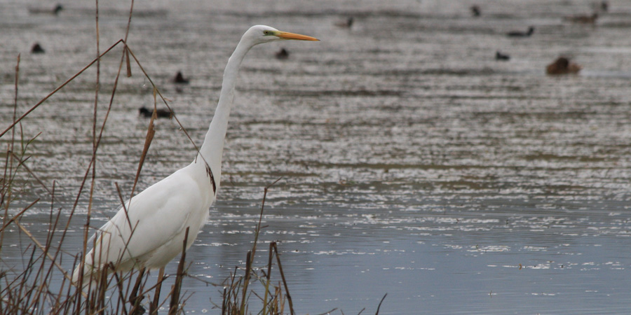 Airone bianco (Ardea alba), foto di esempio dell'animale.