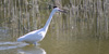 Airone bianco maggiore, foto