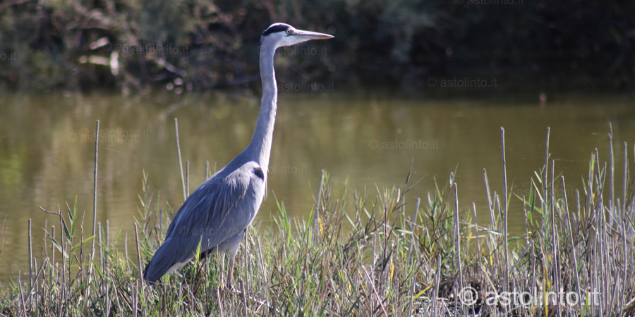 Airone cenerino (Ardea cinerea), foto di esempio dell'animale.
