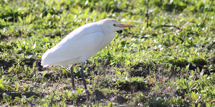 Airone guardabuoi (Bubulcus ibis), foto di esempio dell'animale.