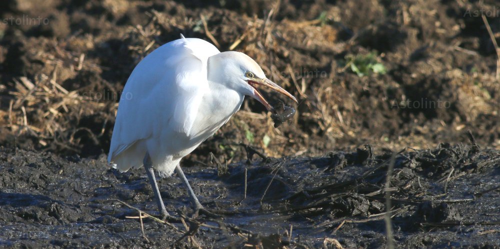 Airone guardabuoi (Bubulcus ibis)
