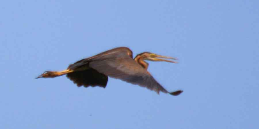 Airone rosso (Ardea purpurea), foto di esempio dell'animale.