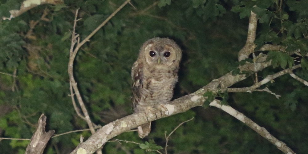 Allocco (Strix aluco), foto di esempio dell'animale.
