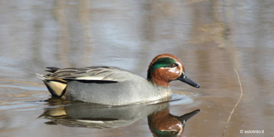 Alzavola (Anas crecca), foto di esempio dell'animale.