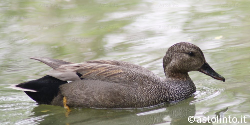 Canapiglia (Anas strepera), foto di esempio dell'animale.