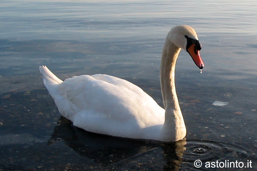 Cigno reale (Cygnus olor), foto di esempio dell'animale.