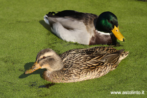 Germano reale (Anas platyrhynchos), foto di esempio dell'animale.