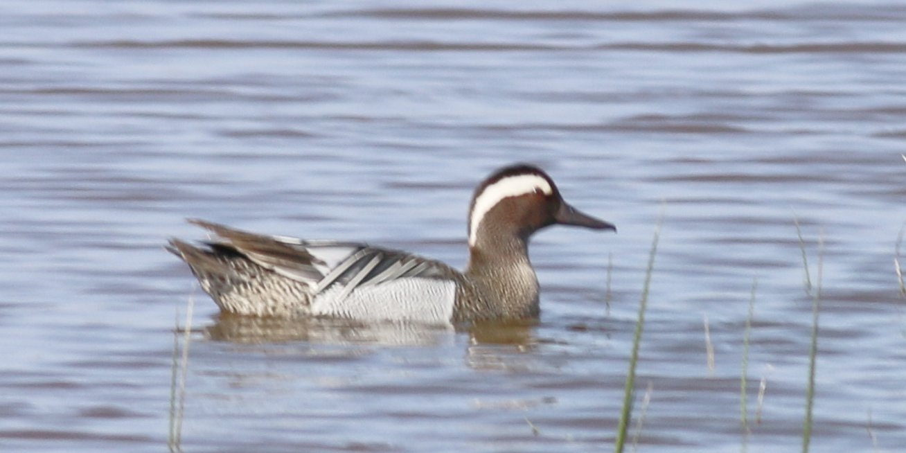 Marzaiola (Anas querquedula), foto di esempio dell'animale.
