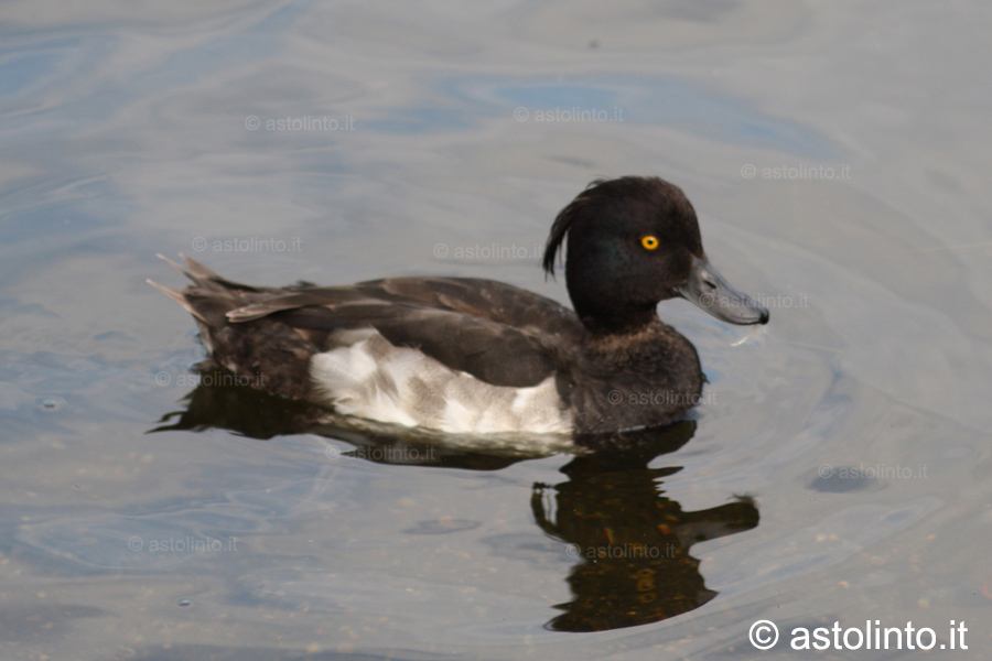 Moretta (Aythya fuligula), foto di esempio dell'animale.