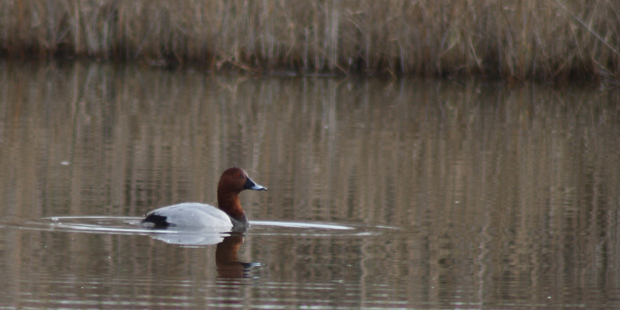 Moriglione (Aythya ferina), foto di esempio dell'animale.