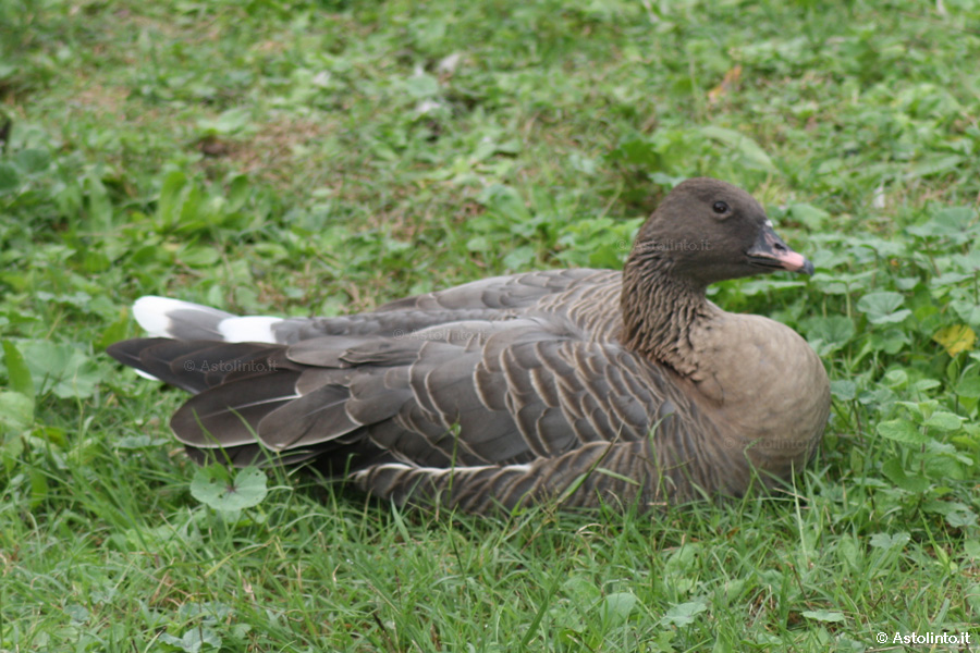 Oca zamperosee (Anser brachyrhynchus), foto di esempio dell'animale.