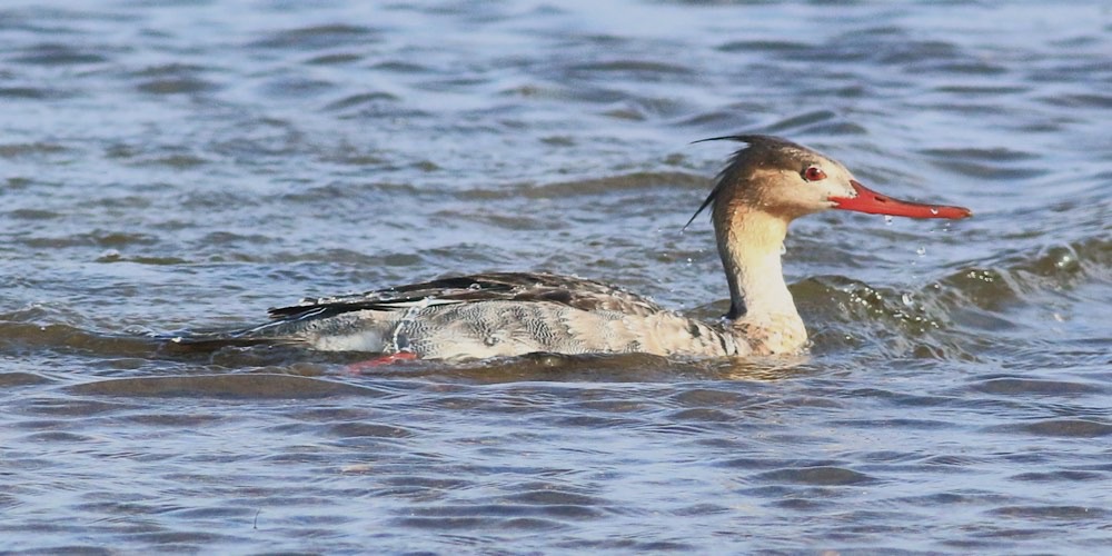 Smergo minore (Mergus serrator), foto di esempio dell'animale.
