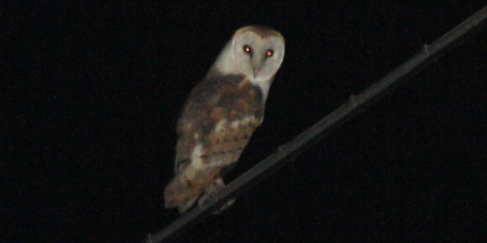 Barbagianni (Tyto alba), foto principale.