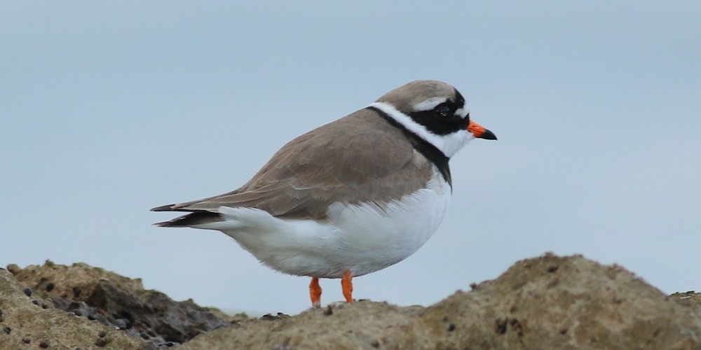 Corriere grosso (Charadrius hiaticula), foto di esempio dell'animale.