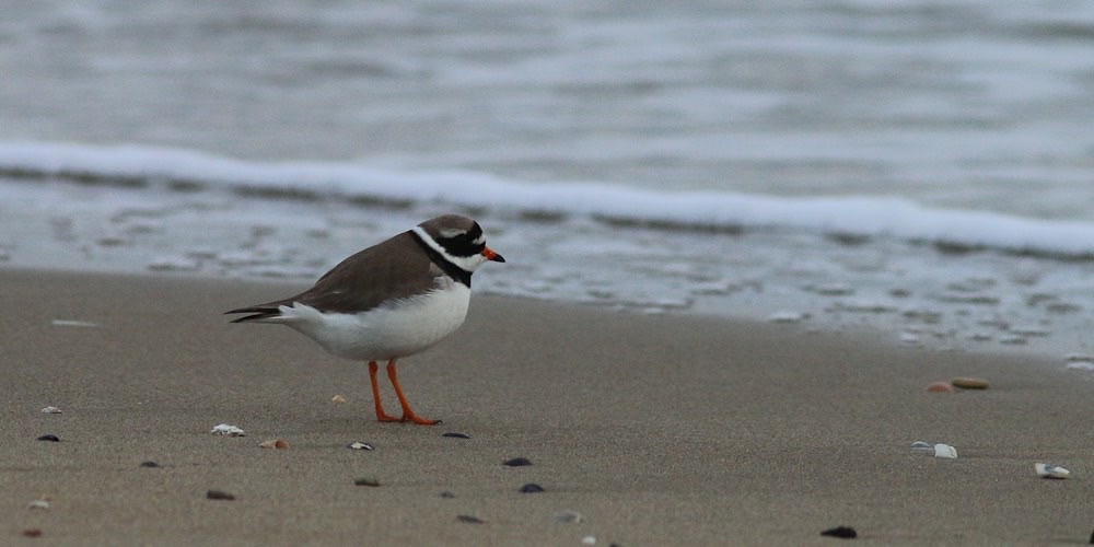 Corriere grosso (Charadrius hiaticula)