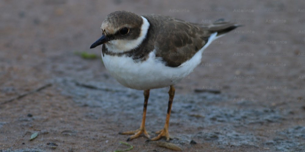Corriere piccolo (Charadrius dubius), foto di esempio dell'animale.