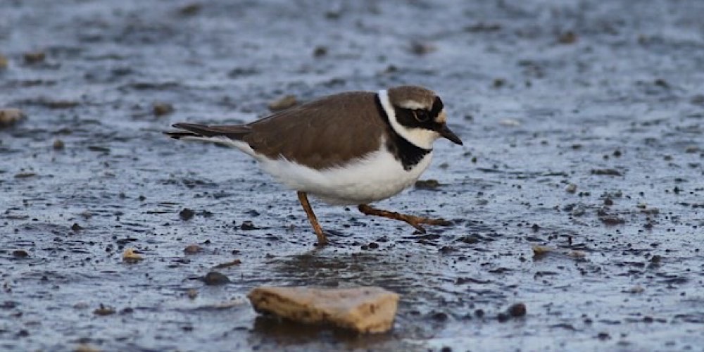 Corriere piccolo (Charadrius dubius)