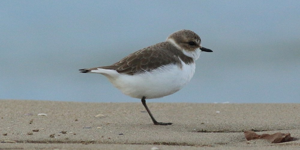 Fratino (Charadrius alexandrinus), foto di esempio dell'animale.