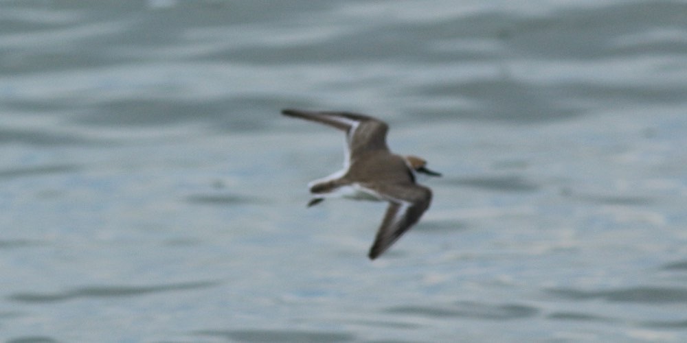 Fratino (Charadrius alexandrinus)