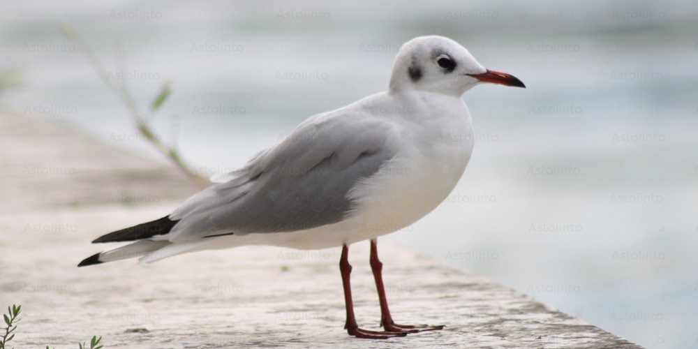Gabbiano comune (Chroicocephalus ridibundus), foto di esempio dell'animale.