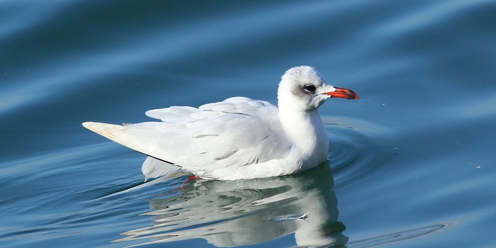 Gabbiano corallino (Larus melanocephalus), foto di esempio dell'animale.