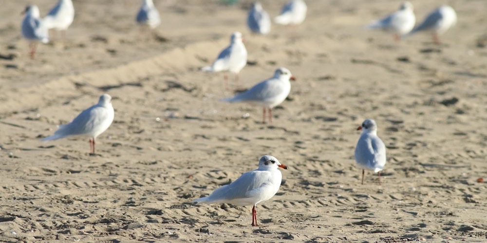 Gabbiano corallino (Larus melanocephalus)