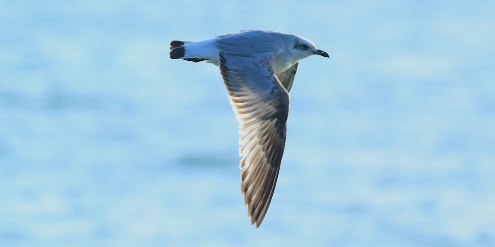 Gabbiano corallino (Larus melanocephalus)