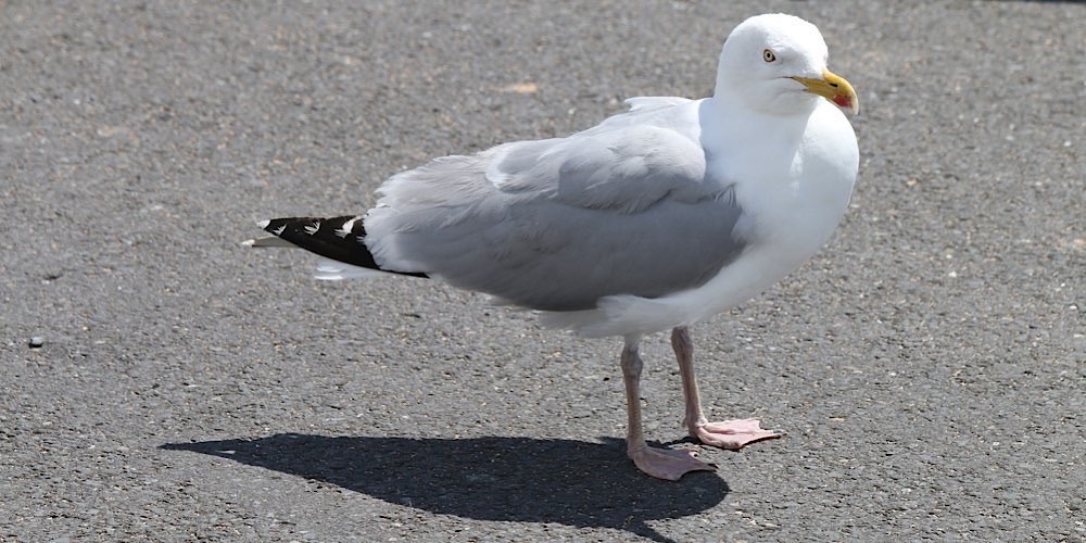 Gabbiano reale nordico (Larus argentatus), foto di esempio dell'animale.